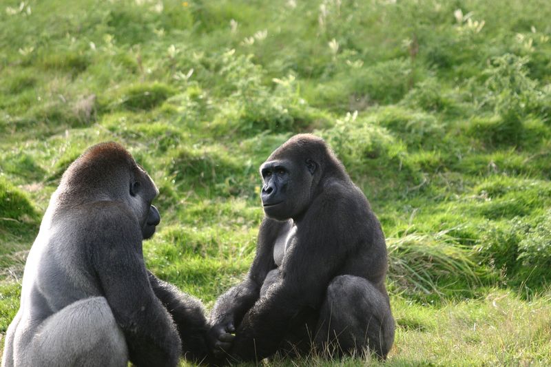 IMG 4509 Pair of gorillas